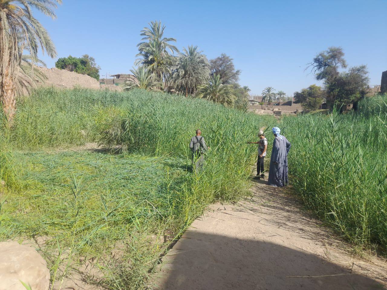 آثار الأقصر تزيل الحشائش والمخلفات لتنظيف منطقة معبد الطود