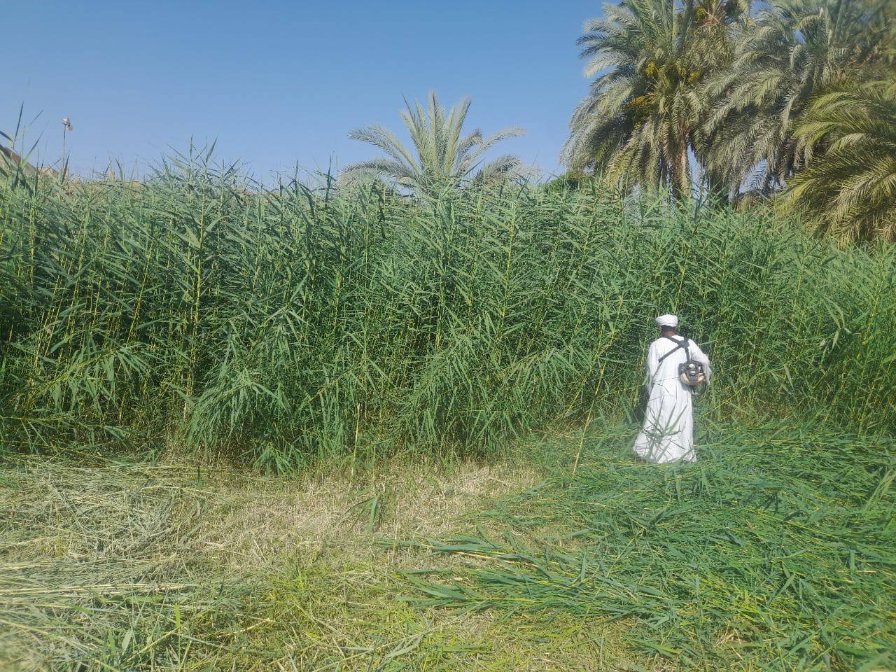 عمليات إزالة الحشائش من معبد مونتو بالطود