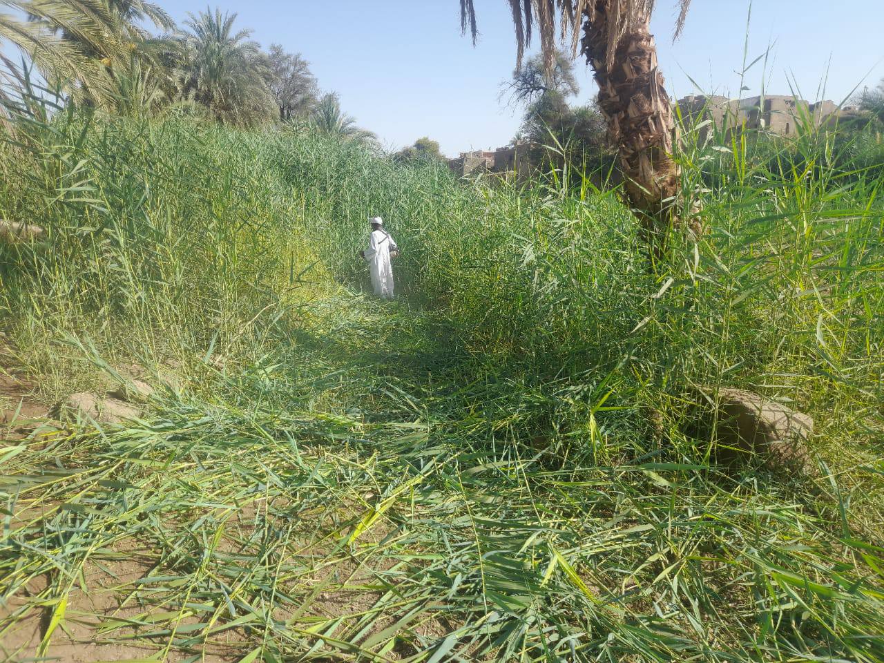 منطقة آثار الأقصر تزيل الحشائش والمخلفات لتنظيف منطقة معبد الطود