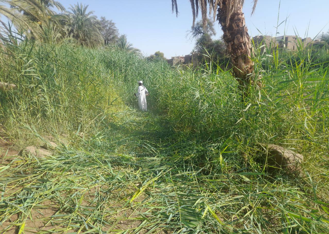منطقة آثار الأقصر تزيل الحشائش والمخلفات لتنظيف منطقة معبد الطود منطقة آثار الأقصر تزيل الحشائش والمخلفات لتنظيف منطقة معبد الطود