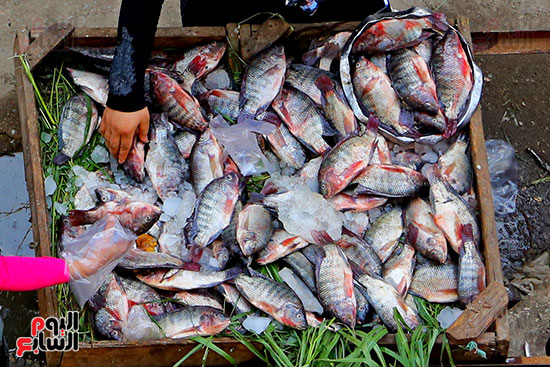 سوق  السمك (9)