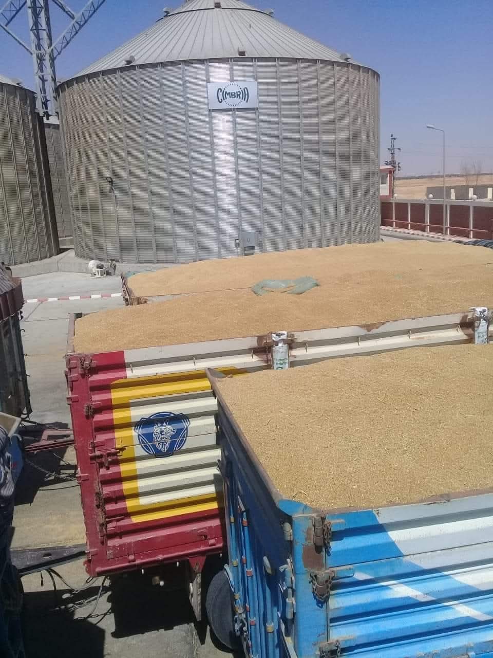 زيادة فى انتاج القمح بالوادى الجديد زيادة فى انتاج القمح بالوادى الجديد