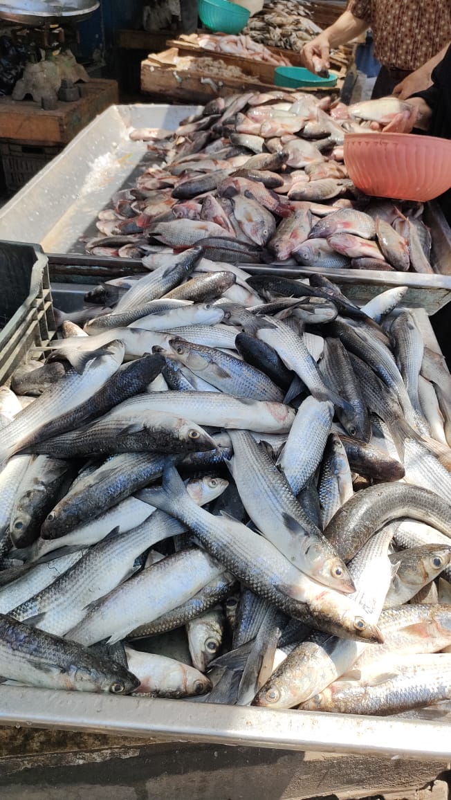 انخفاض اسعار الاسماك انخفاض اسعار الاسماك
