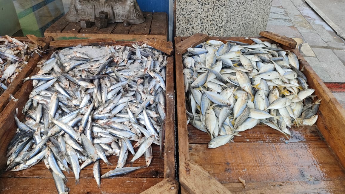 حلقة السمك حلقة السمك