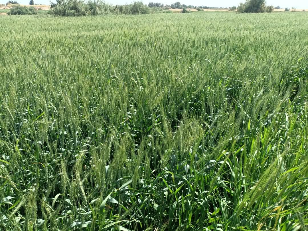 تنفيذ 1200حقل قمح إرشادية بالوادى الجديد تنفيذ 1200حقل قمح إرشادية بالوادى الجديد
