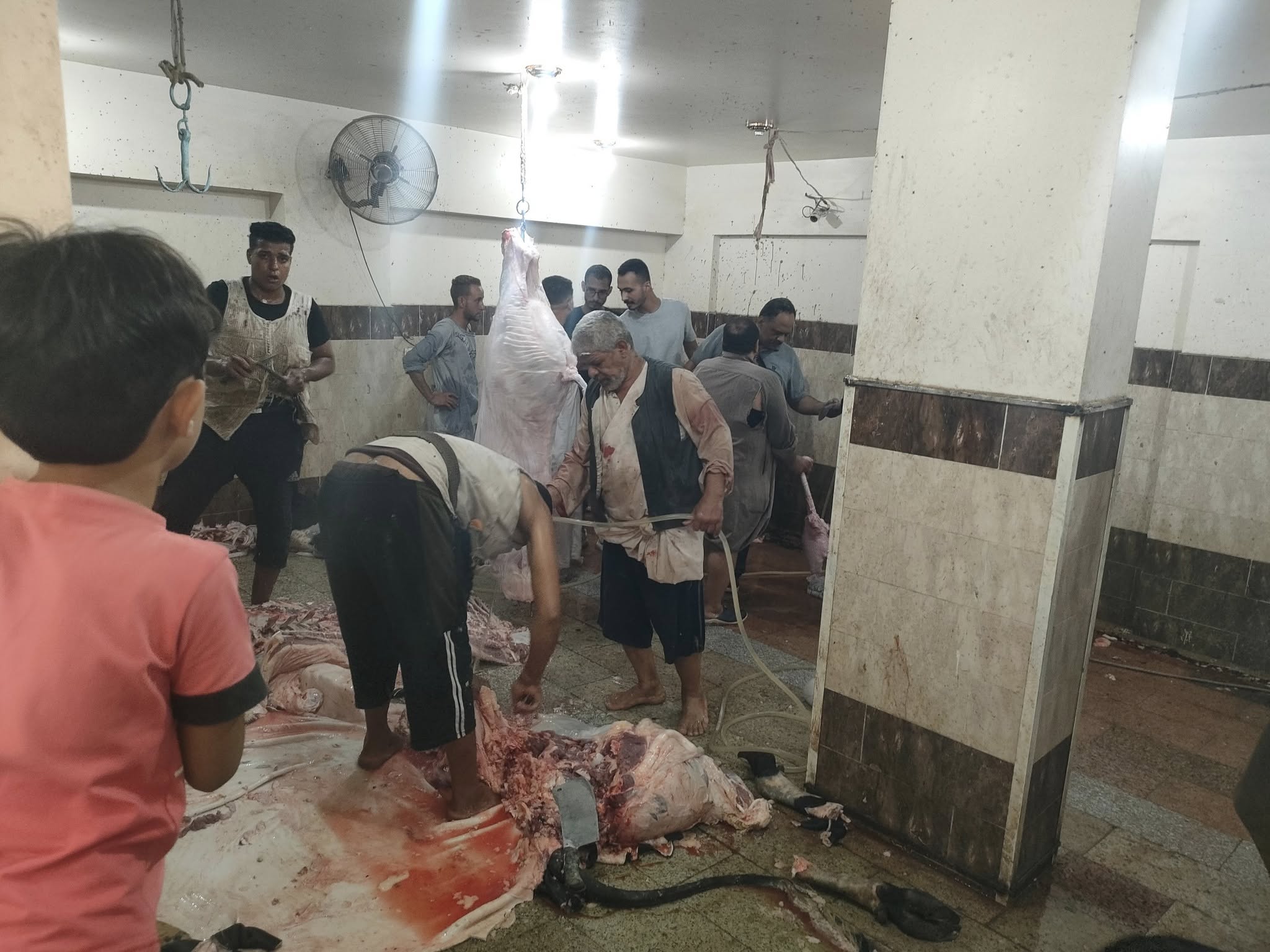 جانب من ذبح الماشية نذور العذراء مريم فى الأقصر جانب من ذبح الماشية نذور العذراء مريم فى الأقصر