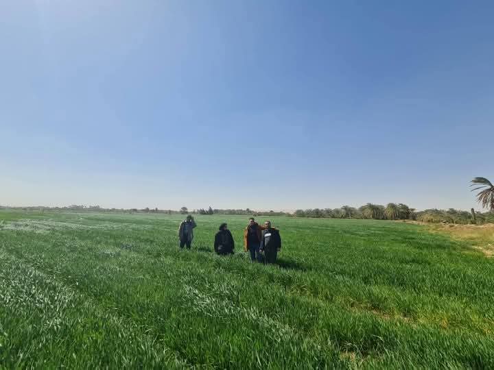 حقول القمح الإرشادية بالوادى الجديد حقول القمح الإرشادية بالوادى الجديد