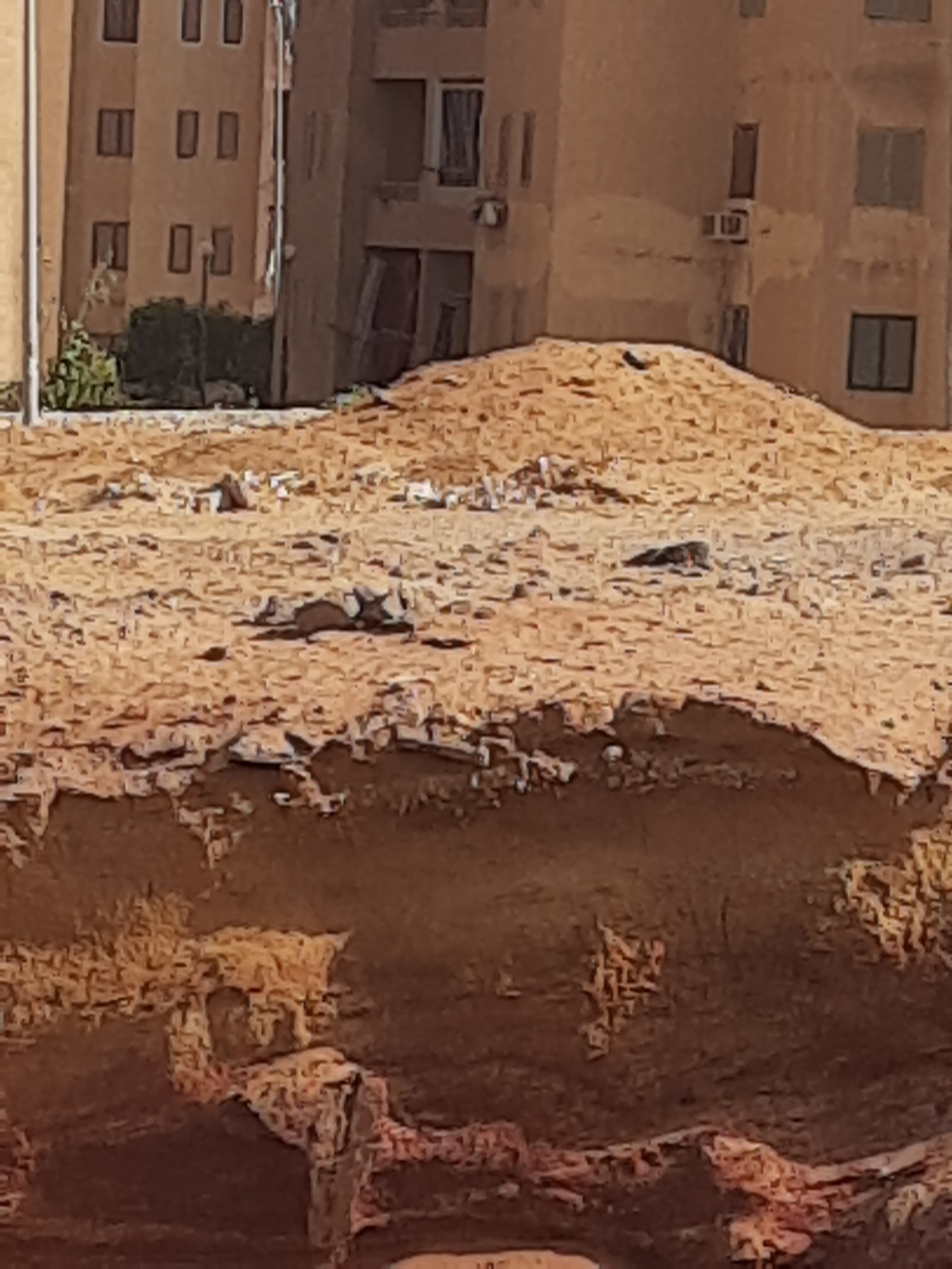 نقص التشجير  (1)