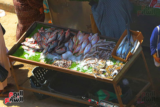 سوق  السمك (2)