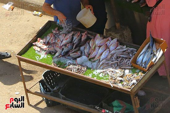 سوق  السمك (5)