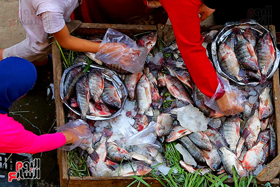 سوق  السمك (7)