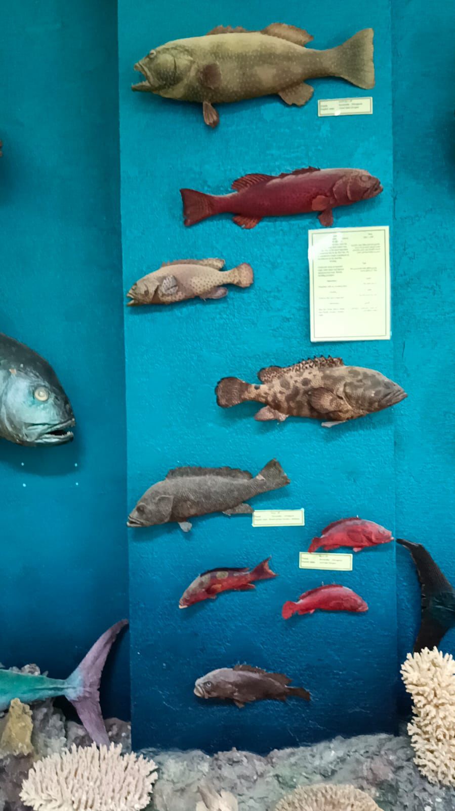 انواع مختلفة من الأسماك البحرية انواع مختلفة من الأسماك البحرية