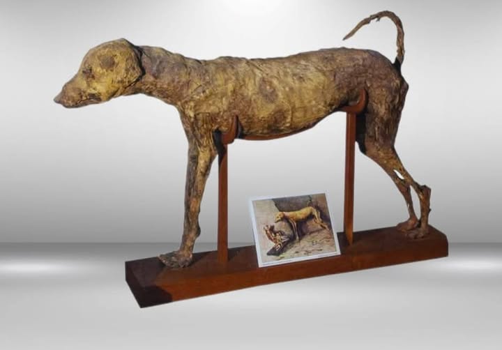 مومياء الكلب مومياء الكلب