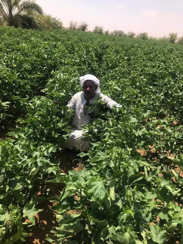 احد المزارعين احد المزارعين