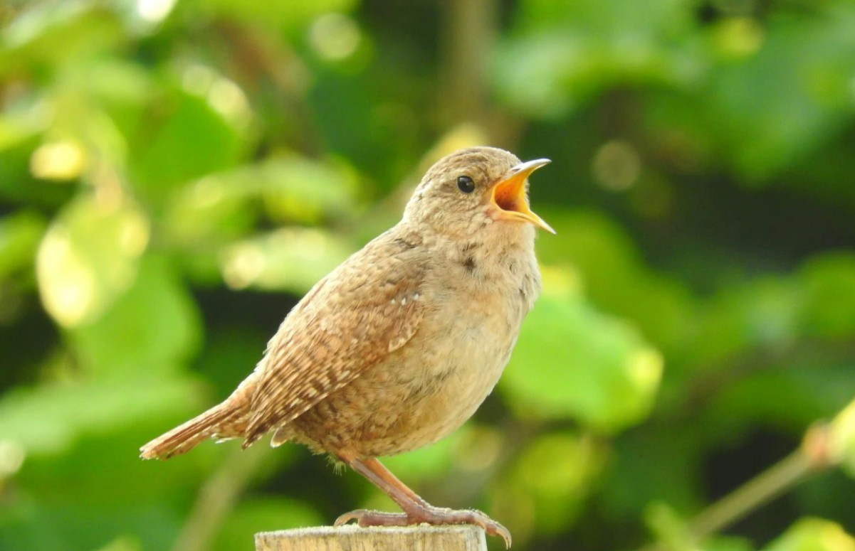 تغريد الطيور تتأثر بالتلوث الضوئي تغريد الطيور تتأثر بالتلوث الضوئي