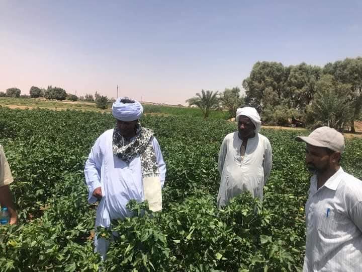 القطن القطن
