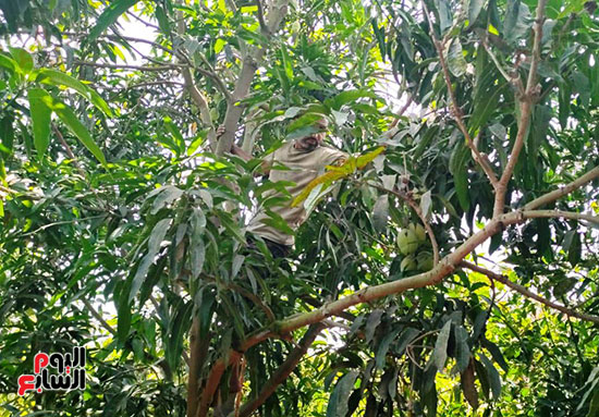 حسن-تختفي-خلف-الاغصان