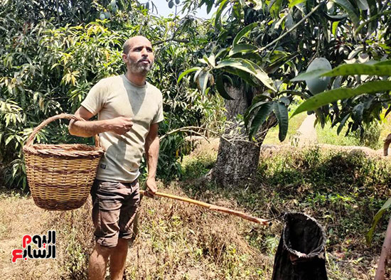 الئطية-سر-جمع-الثمار