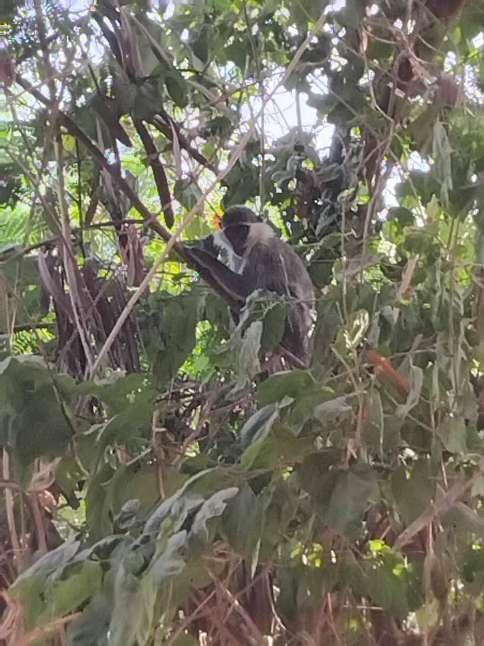 نسناس يظهر على شجرة بقرية الديمقراط فى أرمنت