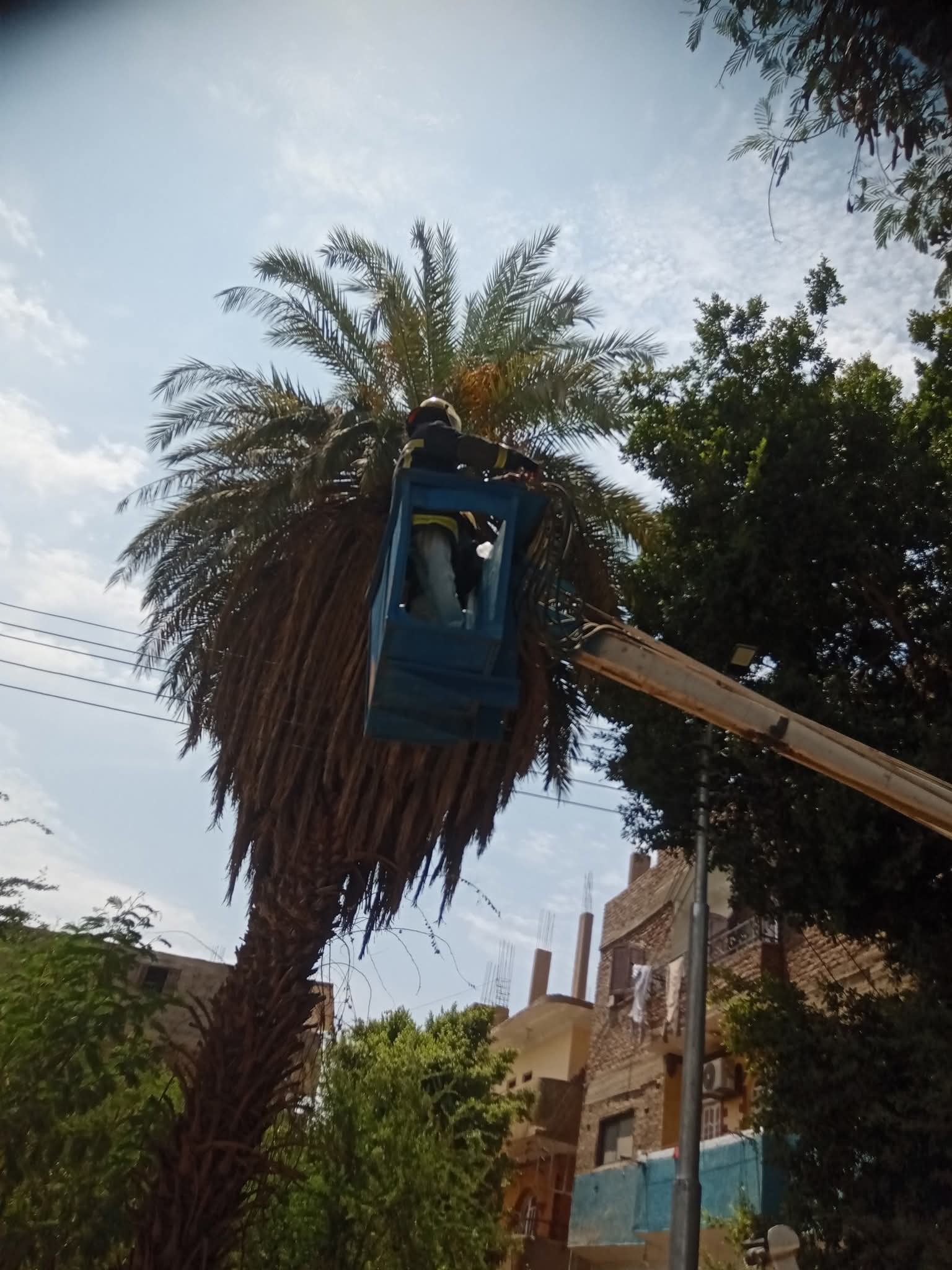 لحظات البحث عن نسناس أعلى شجرة فى أرمنت