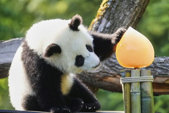 الدم التؤم (3)