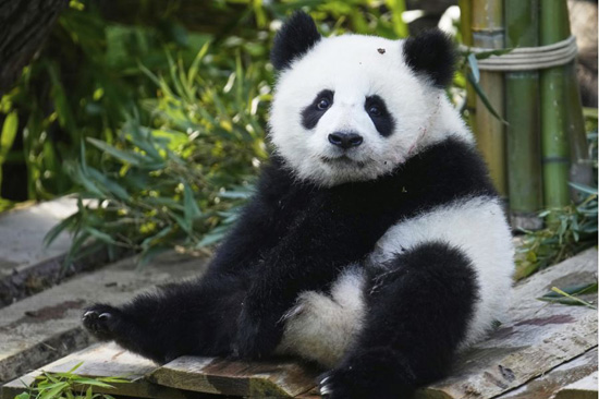 الدم التؤم (1)