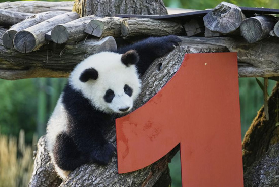 الدم التؤم (5)