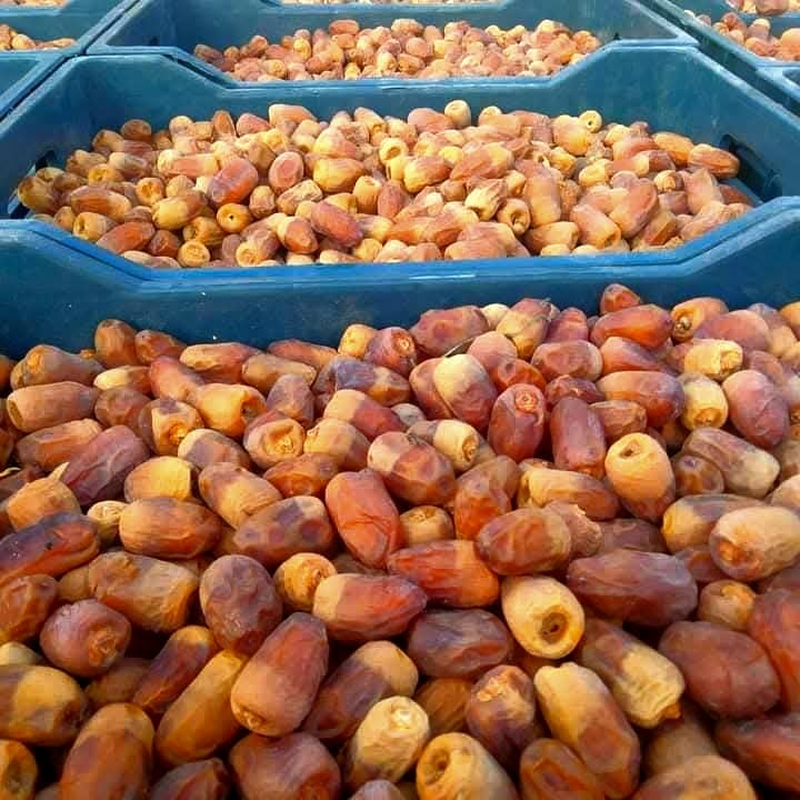تجهيز البلح قبل التصنيع تجهيز البلح قبل التصنيع