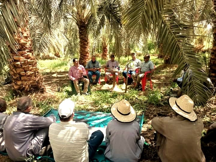 جانب من ندوات التدريب على معاملة النخيل جانب من ندوات التدريب على معاملة النخيل
