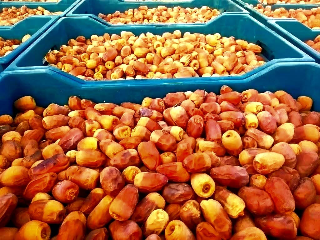 بشاير جنى التمور بالوادي الجديد بشاير جنى التمور بالوادي الجديد