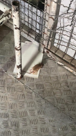 فئرن في مقر جيش الاحتلال
