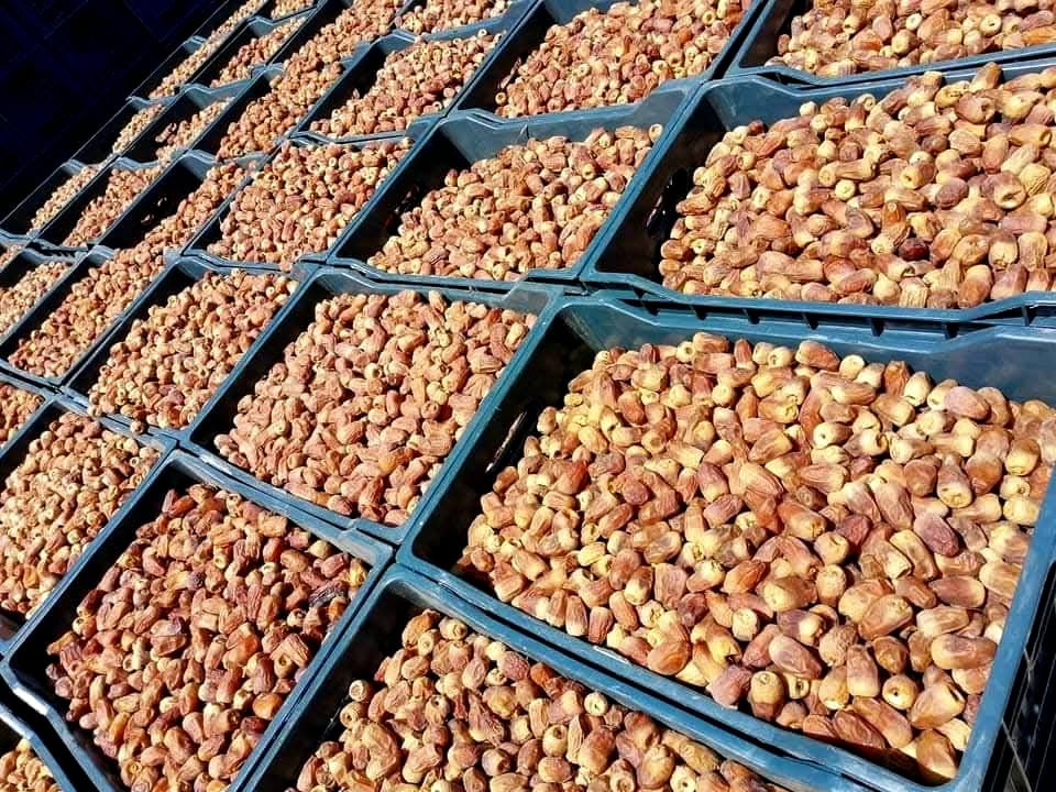 بلح الوادي الجديد الخام بلح الوادي الجديد الخام