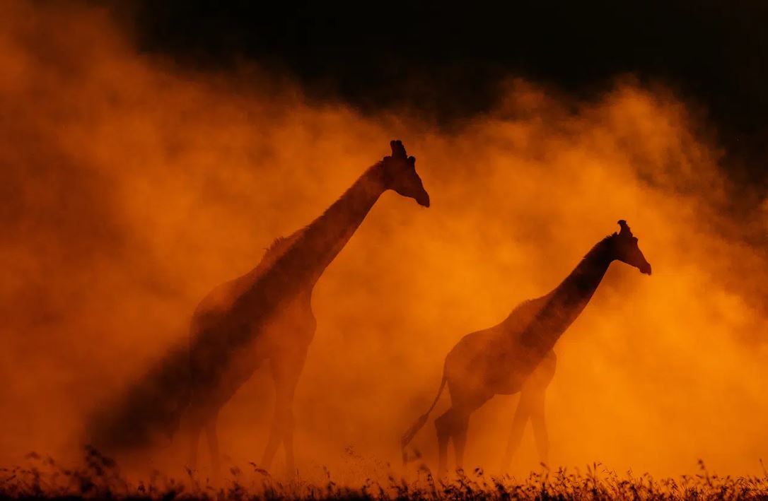 زرافات تحارب حريق