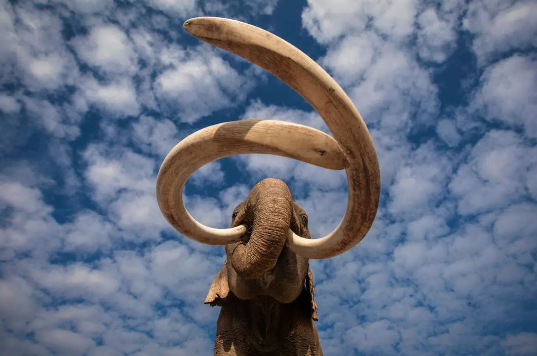 أنياب الفيل