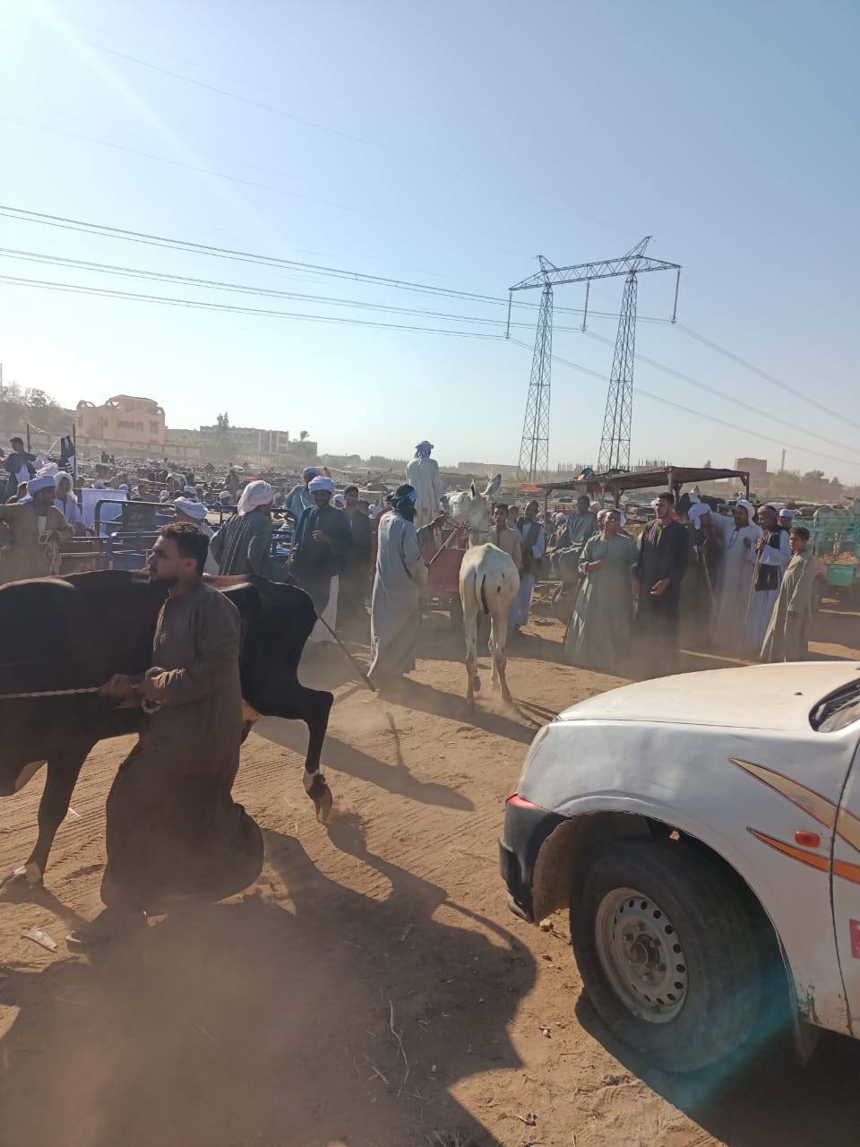 عمليات فحص وتحصن الماشية في الأسواق الأسبوعية ضد الأمراض الوبائية