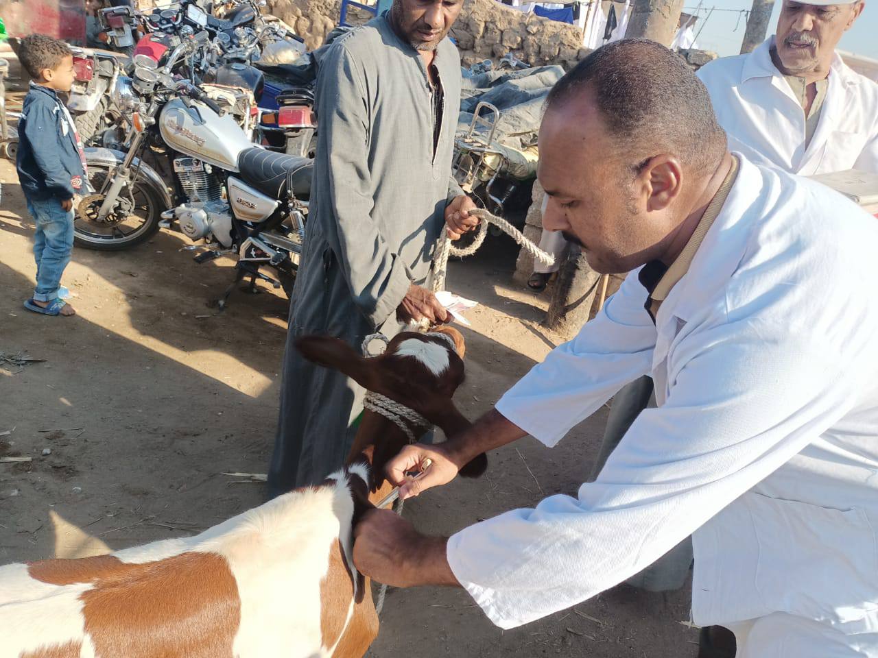 بيطرى الأقصر تفحص وتحصن الماشية في الأسواق الأسبوعية ضد الأمراض الوبائية