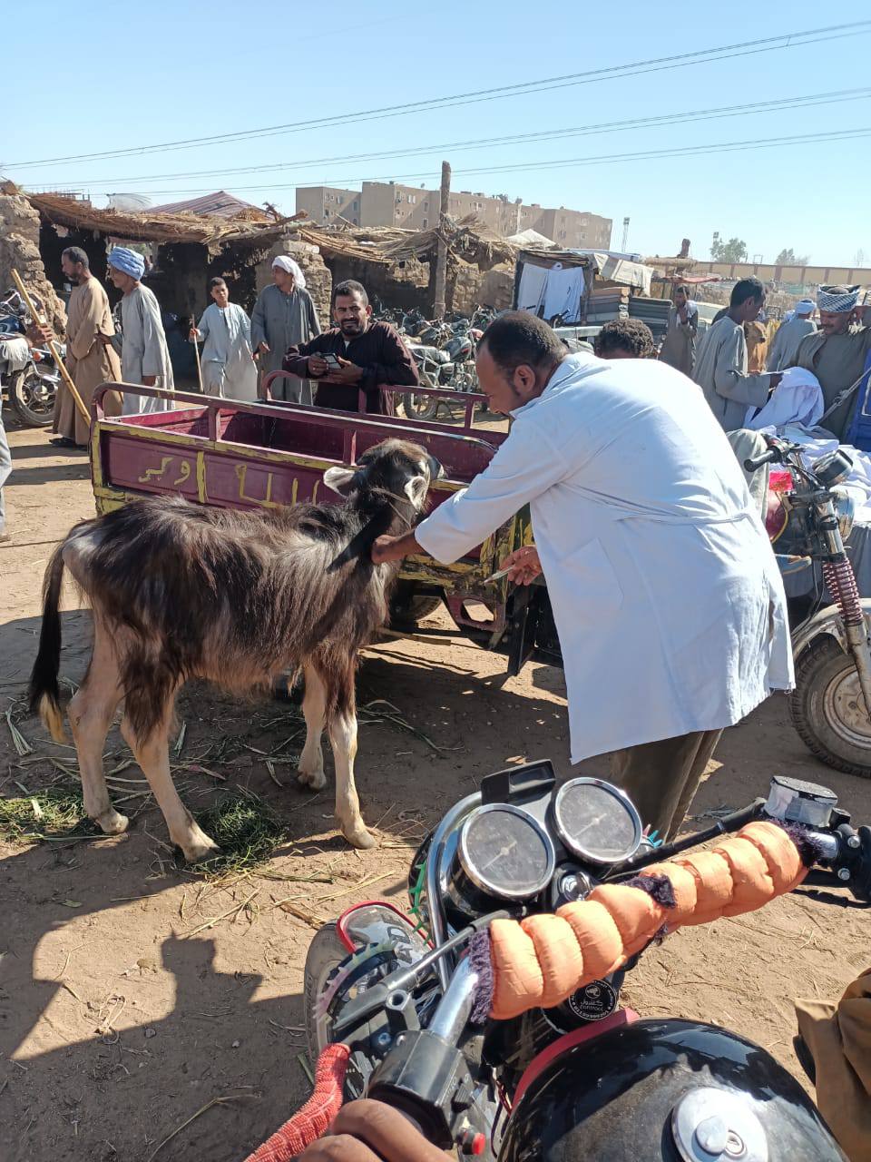 بيطرى الأقصر تفحص وتحصن الماشية في الأسواق الأسبوعية ضد الأمراض