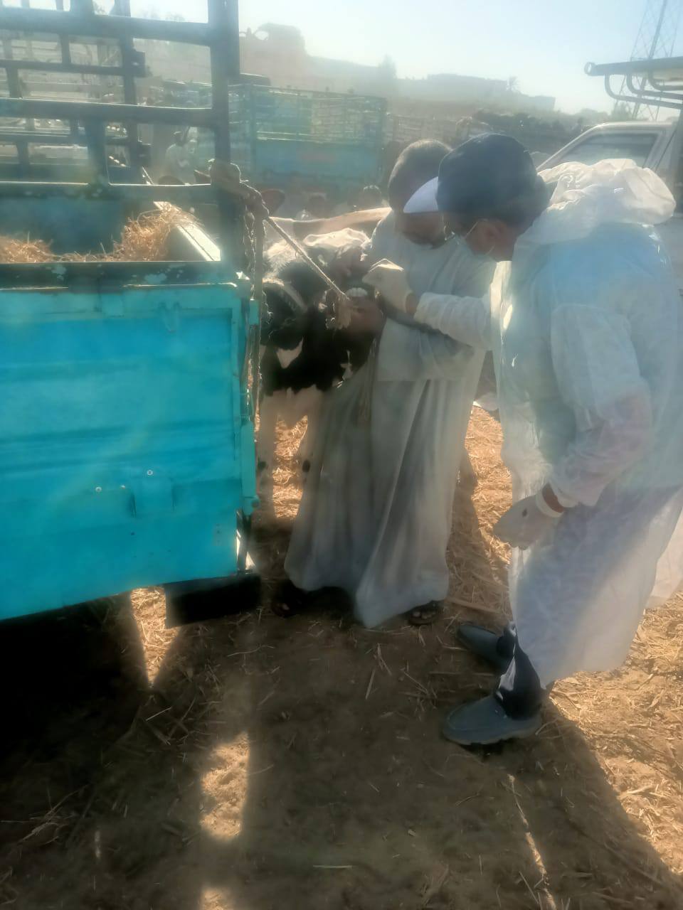 فحص وتحصن الماشية في الأسواق الأسبوعية ضد الأمراض بالأقصر