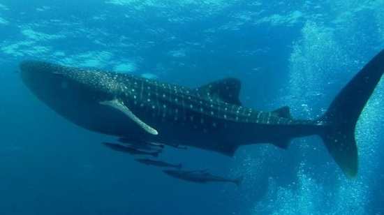 معلومات لا تعرفها عن قرش الحوت معلومات لا تعرفها عن قرش الحوت