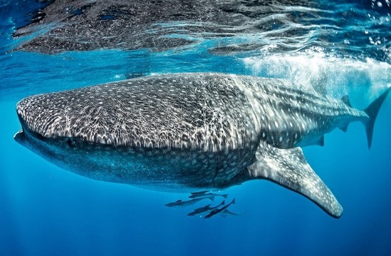 قرش الحوت قرش الحوت