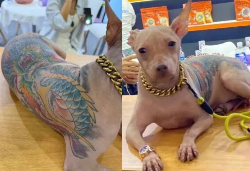 كلب بتاتو يثير الجدل