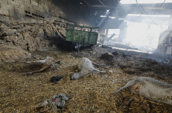 صور حرائق الغابات في أوروبا تشرد الآلاف بينما ينضم السكان إلى جهود مكافحة النيران (12)