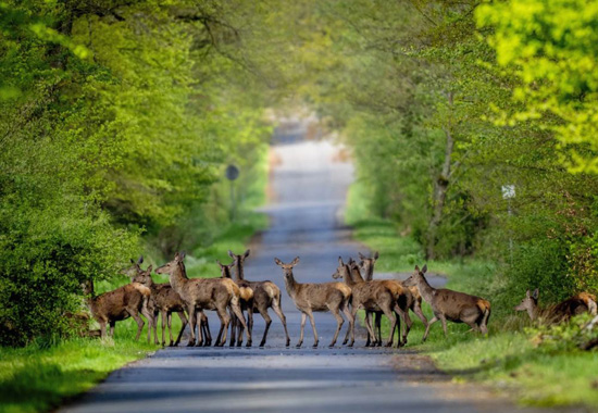 عالم الحيوان (1)