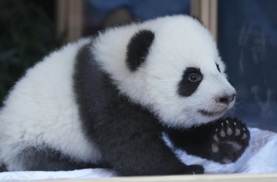 عالم الحيوان (10)