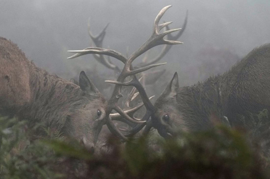 عالم الحيوان (5)