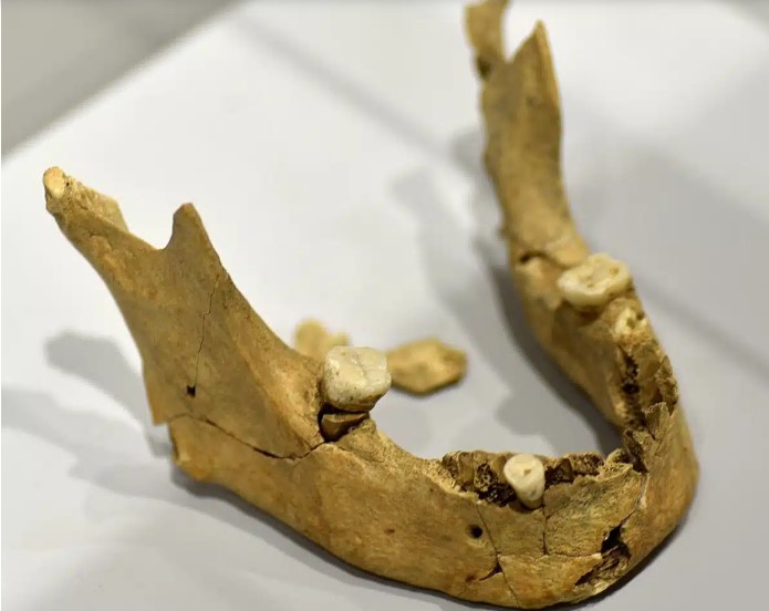 عظم فك عمره 1.8 مليون عام