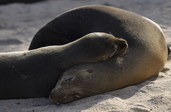 عالم الحيوان (9)