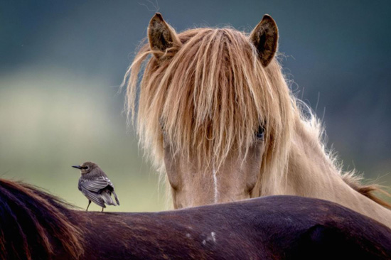 عالم الحيوان (6)