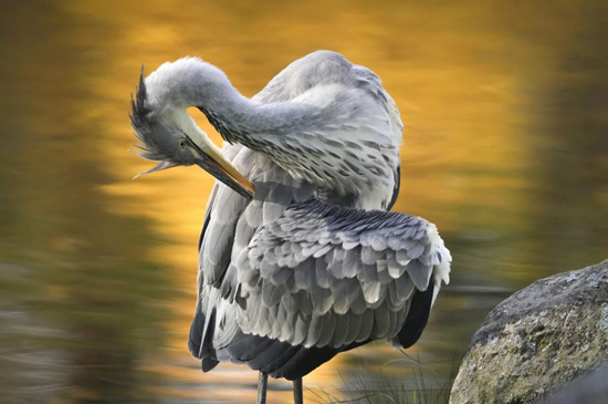 لقطات بديعة للطيور فى الطبيعة (2)