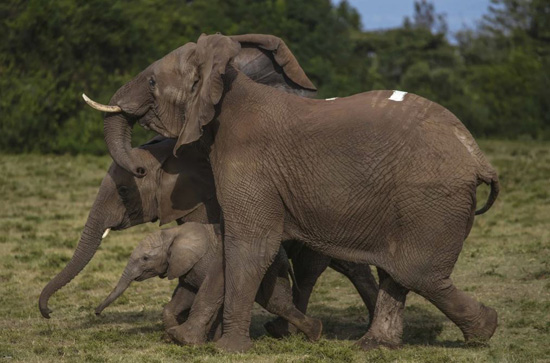 عالم الحيوان (7)